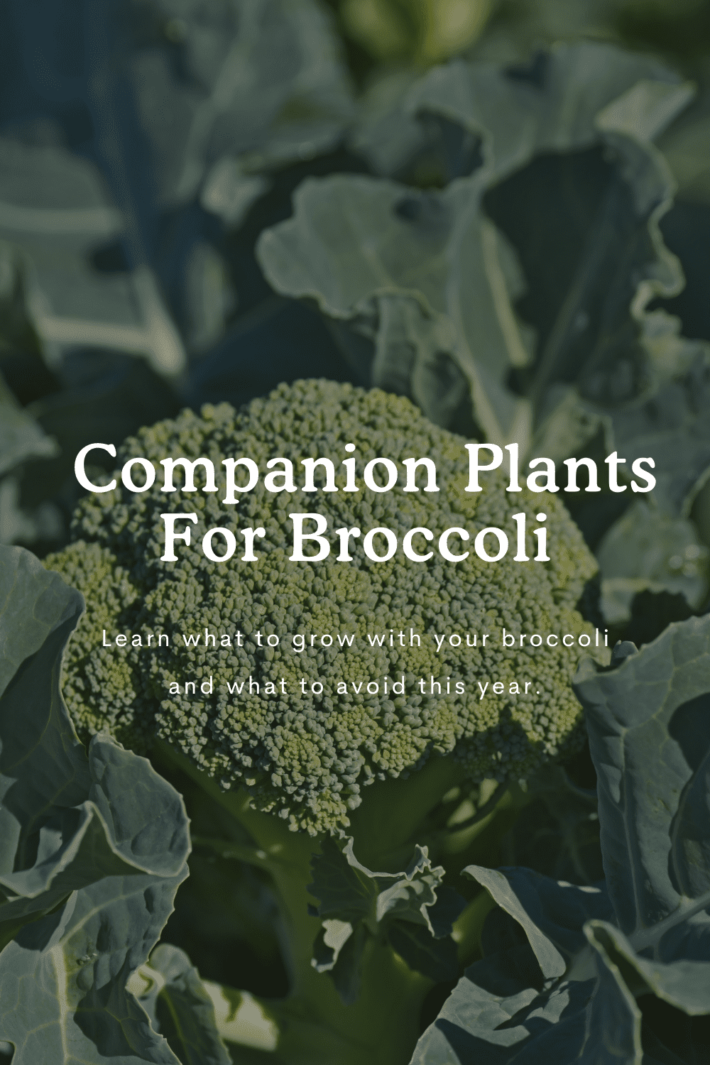 Best Companion Plants for Broccoli